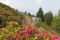 Alpenrosenblüte am Hirzer oberhalb von Schenna