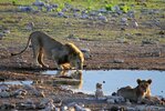 Löwenpaar am Wasserloch