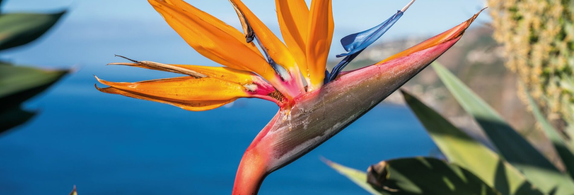 Strelitzien - Paradiesvogel-Blume