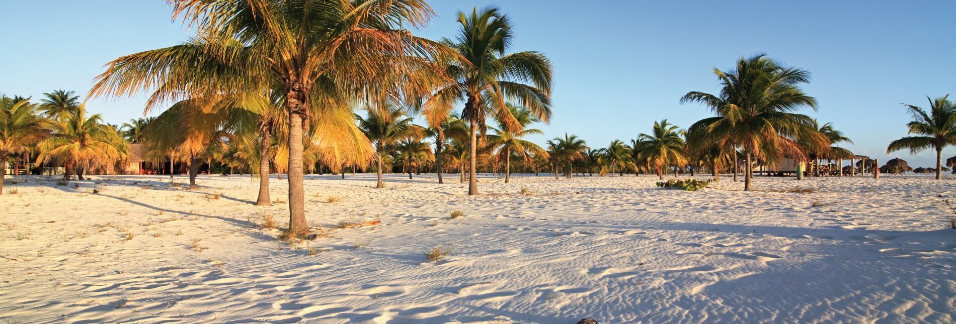 Palmen an der Playa Sirena