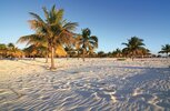 Palmen an der Playa Sirena