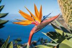 Strelitzien - Paradiesvogel-Blume