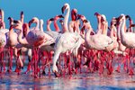 Flamingos der Camargue
