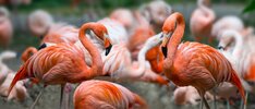Pink flamingos in group