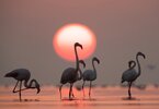 Greater Flamingos  and sunrise at Asker coast, Bahrain
