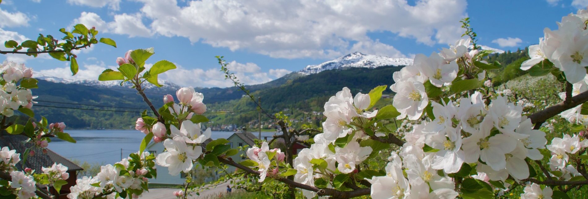 Apfelblüte im Hardangerfjord