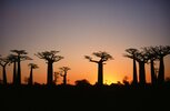 Baobab nahe Morondava