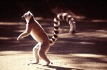 Kata - Lemur